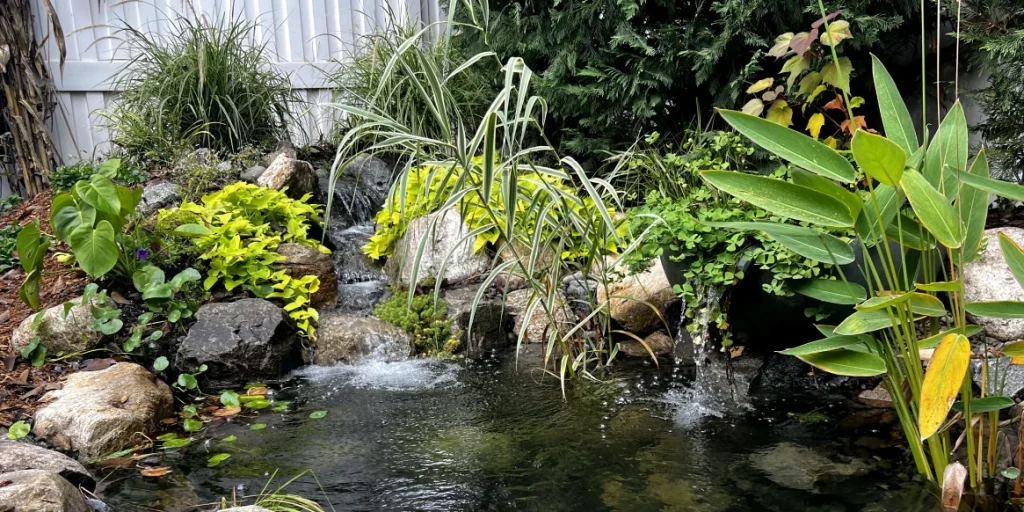 Small pond