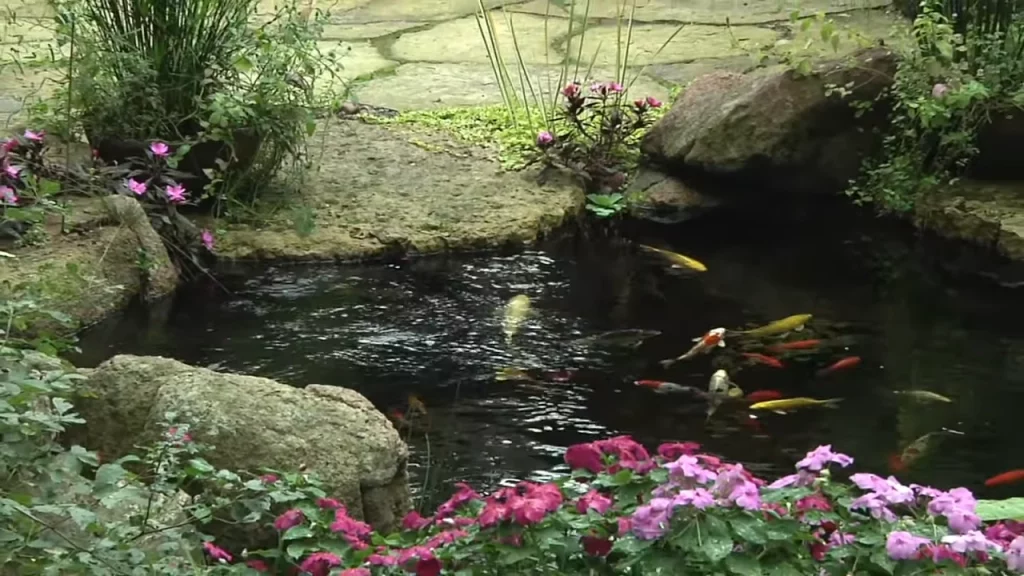 Small pond and koi fish
