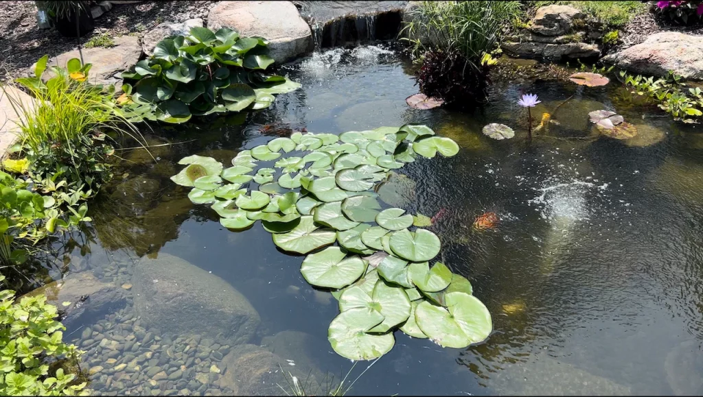 small pond ()